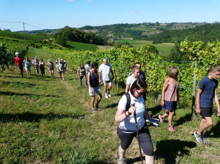 balade dans les vignobles