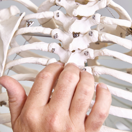 Anatomie palpatoire