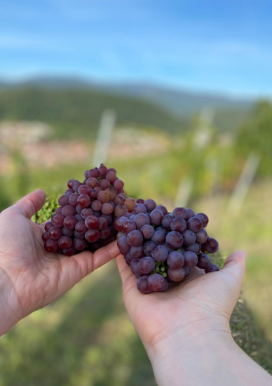 Gommage gewuztraminer grand cru bollenberg