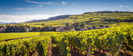 vignes-alsaciennes